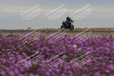media/Jan-14-2023-SoCal Trackdays (Sat) [[497694156f]]/Turn 14 Exit Bloomig (145pm)/